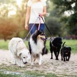 dogsitter