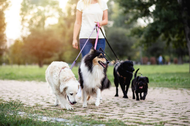 dogsitter