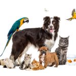 mutuelle animale