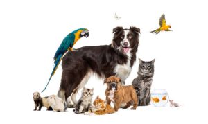 mutuelle animale