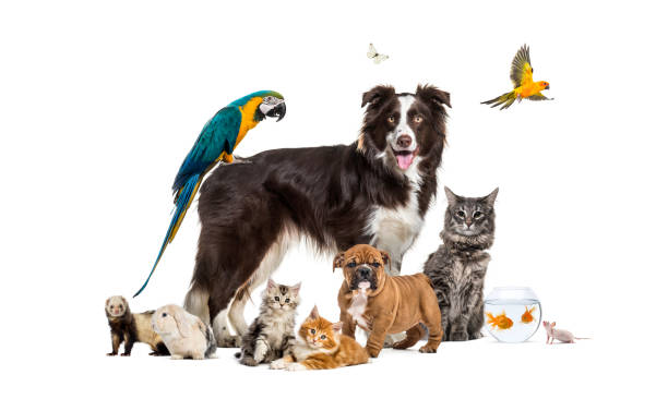 mutuelle animale