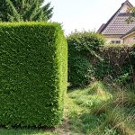 Qui paie l'abattage d'une haie mitoyenne non conforme en hauteur ? réponse claire
